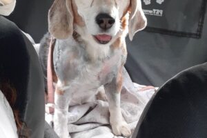 Civet Centro Integral Veterinario