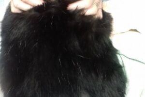 Clinica Veterinaria Alto Dorrego