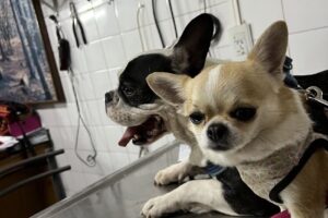 Clínica Veterinaria Arlequín