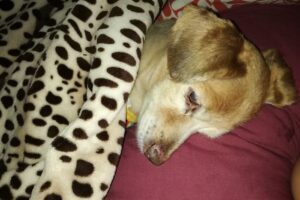 Clínica Veterinaría Campero