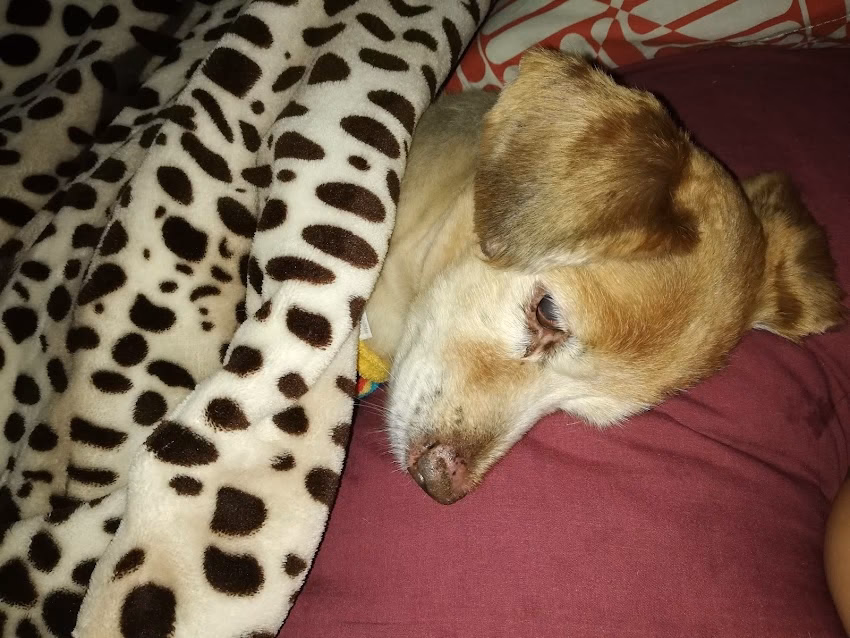 Clínica Veterinaría Campero