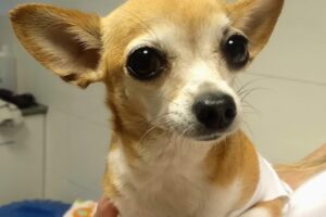 Clínica Veterinaria Centro Animalis Internación Imágenes Cirugias Farmacia