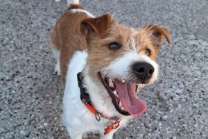 Clínica Veterinaria del Norte