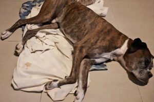 Clinica Veterinaria del Sur