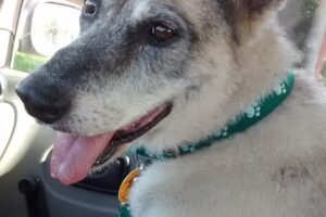 Clinica Veterinaria Efrain Dr Daniel Azzetti