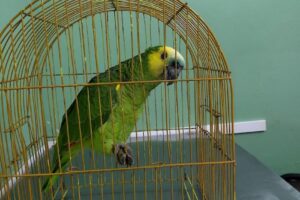 Clínica Veterinaria Entre Ríos