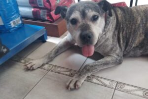 Clínica Veterinaria Integral Trudys