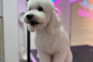 Clinica Veterinaria Kinesa