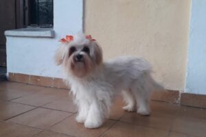 Clinica Veterinaria La Paz