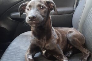 Clínica Veterinaria Mendieta