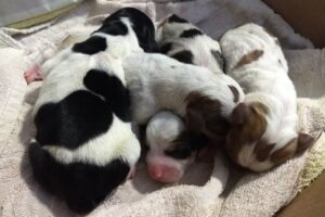 Clínica Veterinaria Modelo