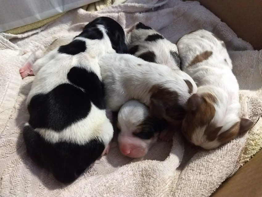 Clínica Veterinaria Modelo