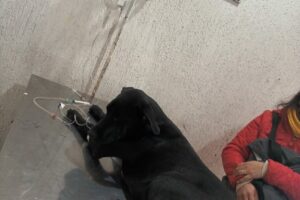 Clinica Veterinaria Morena