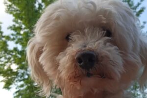 Clínica Veterinaria Parque