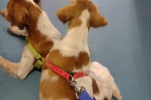 Clínica Veterinaria Pet Danbar