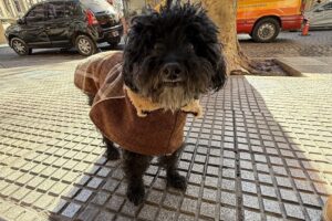 Clínica Veterinaria Pets