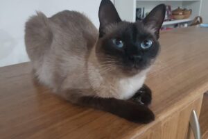 Clínica Veterinaria Ranelagh