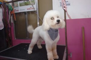 Clínica veterinaria Rey Sabueso