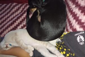 Clínica Veterinaria Salusso