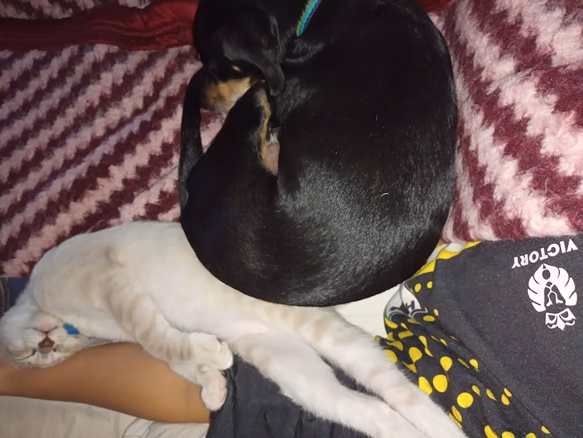 Clínica Veterinaria Salusso