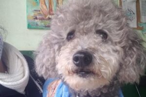 Clínica Veterinaria San José