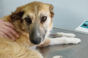 Clínica Veterinaria San Lorenzo