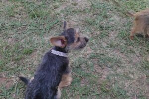 Clínica Veterinaria Santa Rita