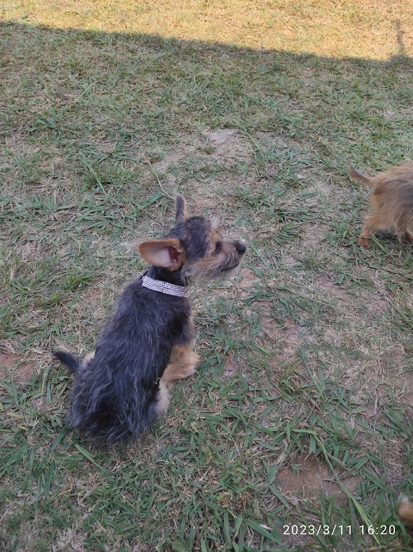 Clínica Veterinaria Santa Rita