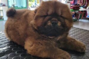 Clinica Veterinaria Zp