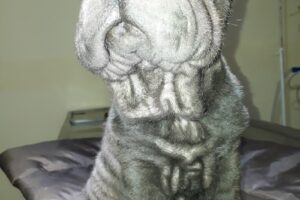 Clínica y Visión Veterinaria