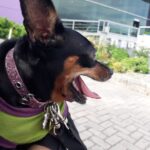 Clínicas Veterinarias Eva Inguerman