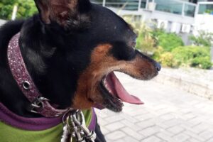 Clínicas Veterinarias Eva Inguerman