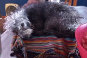 Clivet Medicina Veterinaria