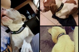 Collares Pet Id Bordados Personalizados