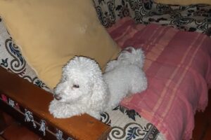 Como Perro y Gato Carapachay