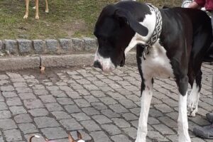 Consultorio Veterinario Colegiales