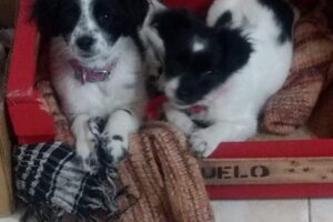 Consultorio veterinario de Aldo Bonzi