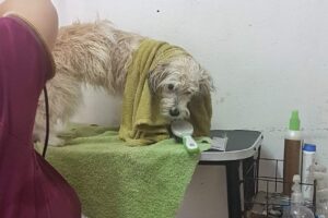 Consultorio Veterinario Dr Llaneza