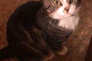 Consultorio Veterinario Mascotas del Sur