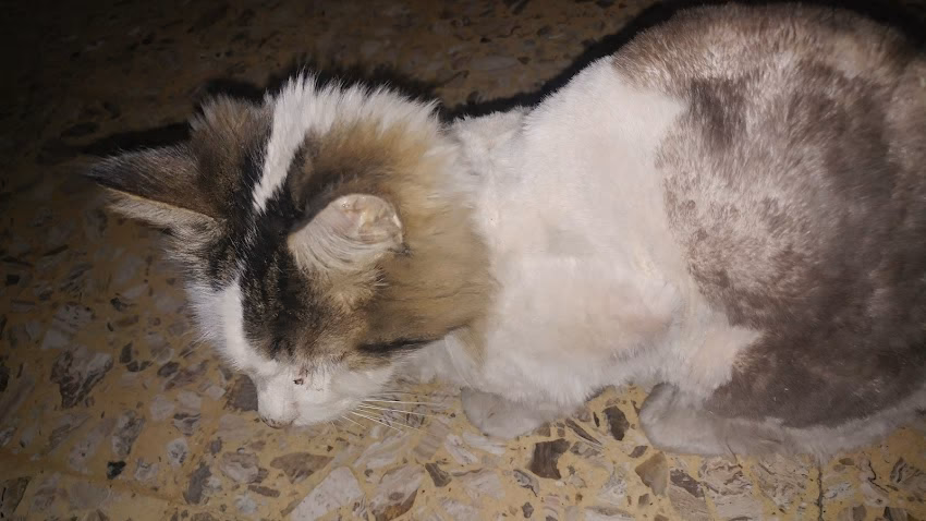 Copets