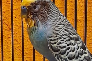 CotaS Clínica Veterinaria San Martin