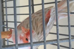 Criadero de Canarios El Jagüel