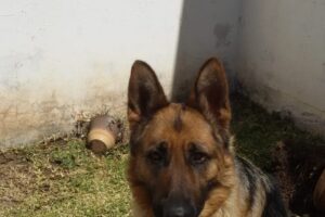 Criadero de Ovejeros Alemánes Von Haus Lola Mora 2