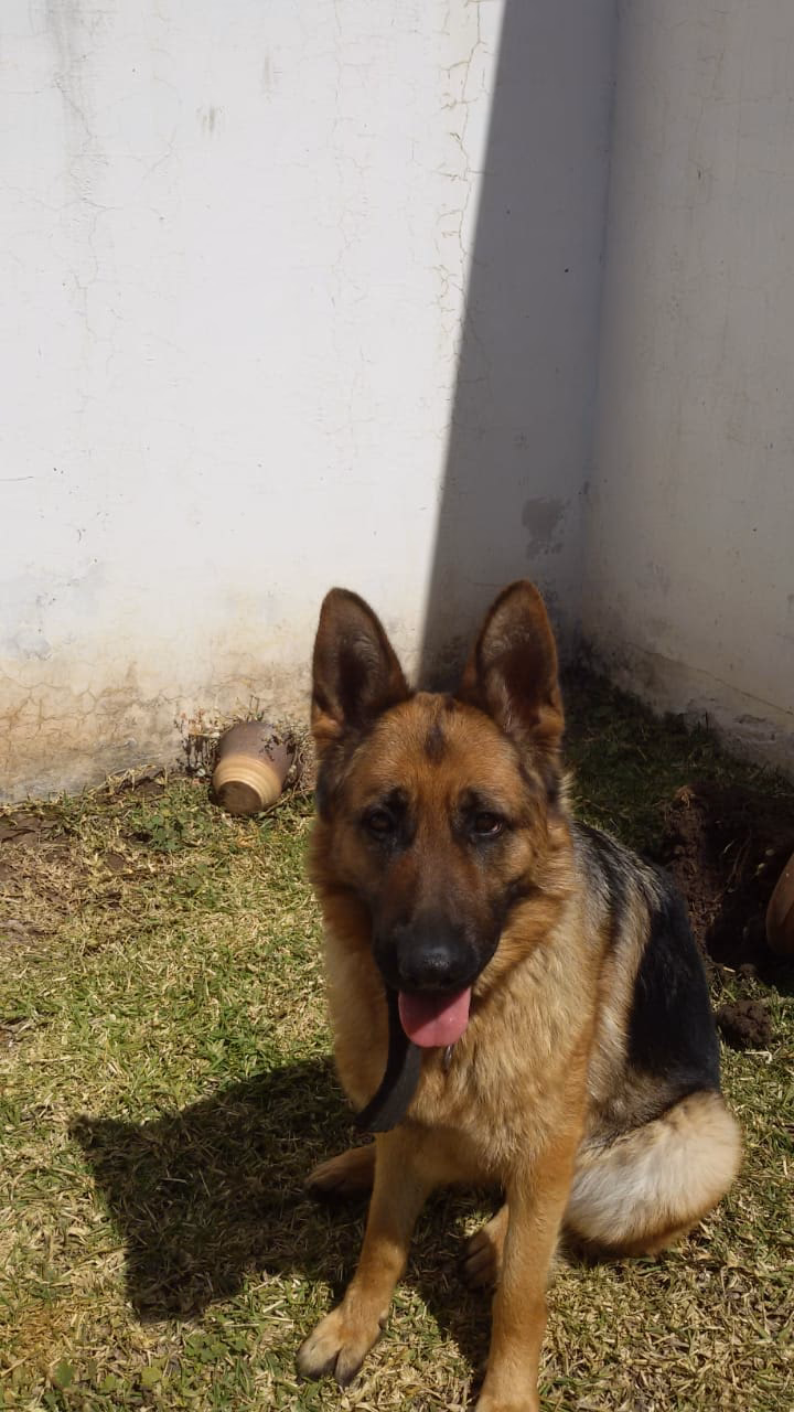 Criadero de Ovejeros Alemánes Von Haus Lola Mora 2