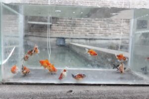 Criadero de peces Gabriel y Daniel