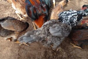 Criadero los paraisos