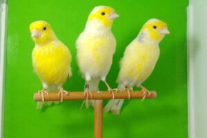 Criadero Nido De Campeones