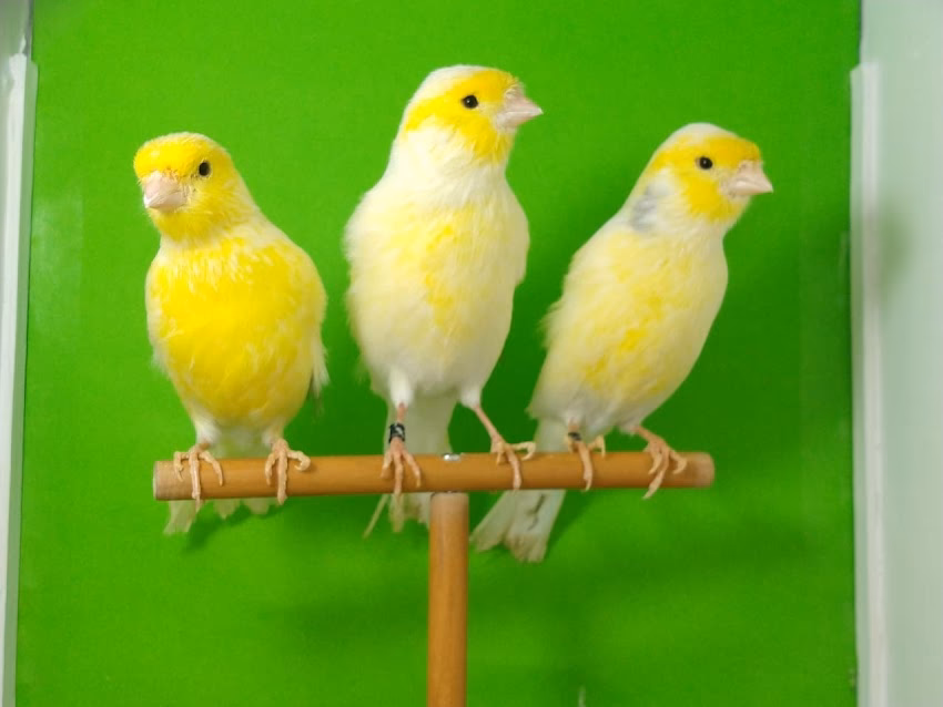 Criadero Nido De Campeones