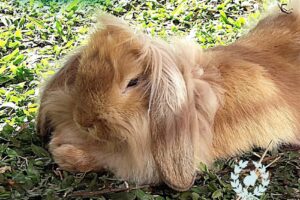 Criadero Saltarines del Olimpo