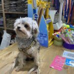 Cuatro Patas Pet Shop